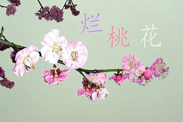 烂桃花较多的女命八字特征